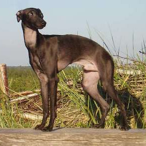 Italiaans Windhondje
