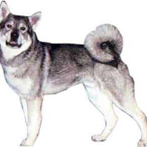 Jämthund (Zweedse Elandhond)
