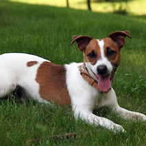 Jack Russell Terriër