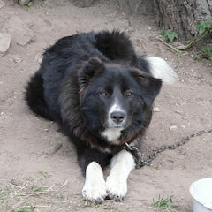 Karakachan