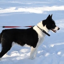 Karelische Berenhond