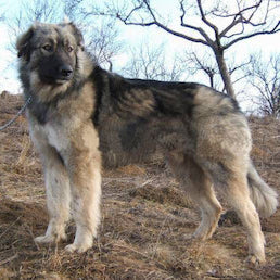 Karpatische Herdershond (Ciobanesc Romanesc Carpatin)