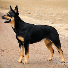 Kelpie