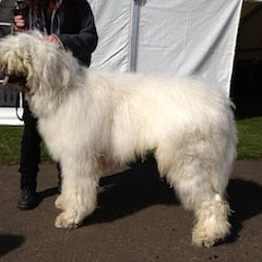 Komondor