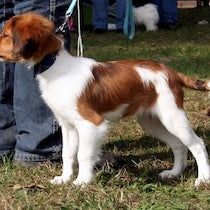 Kooikerhondje