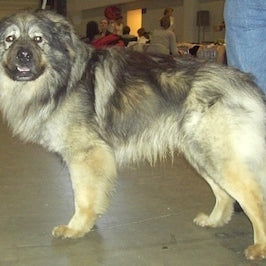 Kraški Ovčar (Karstherder)