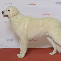 Kuvasz