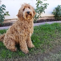 Labradoodle