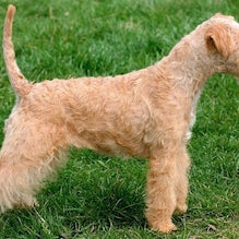 Lakeland Terriër