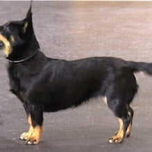 Lancashire Heeler