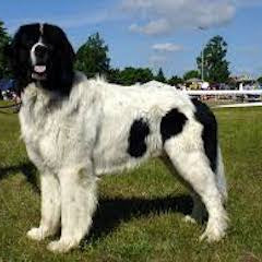 Landseer ECT