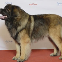 Leonberger
