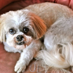 Lhasa Apso