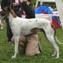 Magyar Agár (Hongaarse Windhond)