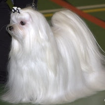 Maltezer