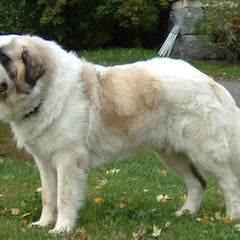Mastín del Pirineo (Pyrenese Mastiff)