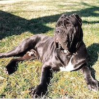 Mastino Napoletano
