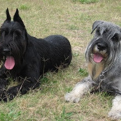 Middenslagschnauzer
