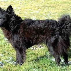 Mudi (Kroatische Herder)