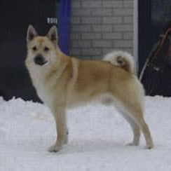 Noorse Buhund