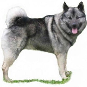 Noorse Elandhond