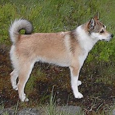 Noorse Lundehond