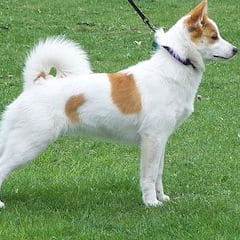 Norrbottenspets