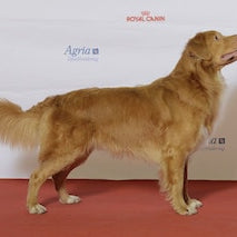 Nova Scotia Duck Tolling Retriever