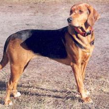 Ogar Polski