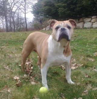 Olde English Bulldog