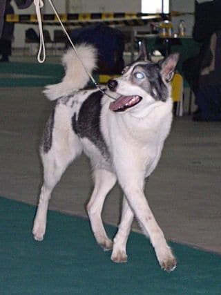 Oost-Siberische laika