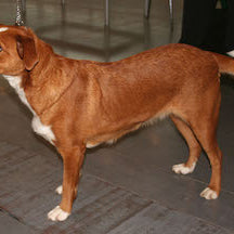 Oostenrijkse Pinscher
