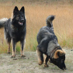 Oudduitse herder