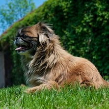 Pekingees
