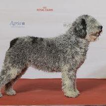 Perro de Agua Español (Spaanse Waterhond)