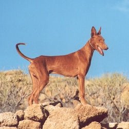 Podenco Canario