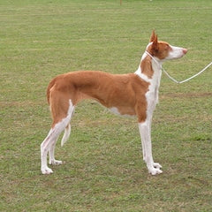 Podenco Ibicenco