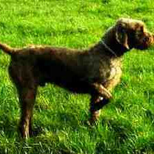 Poedelpointer