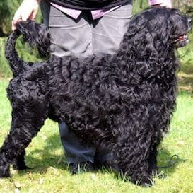 Portugese Waterhond