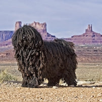 Puli