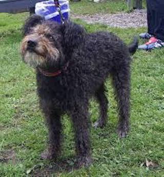 Pumi