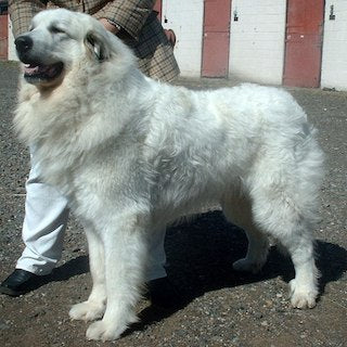 Pyrenese Berghond