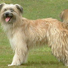 Pyrenese Herdershond