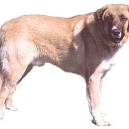 Rafeiro do Alentejo