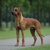 Rhodesian Ridgeback (Pronkrug)