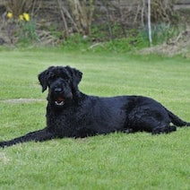 Riesenschnauzer