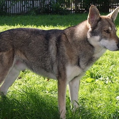 Saarlooswolfhond