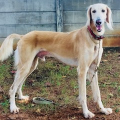Saluki