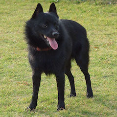 Schipperke