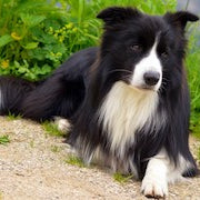 Schotse Herdershond (Collie)